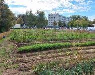 Halle agriculturelle : le projet de La Duchère